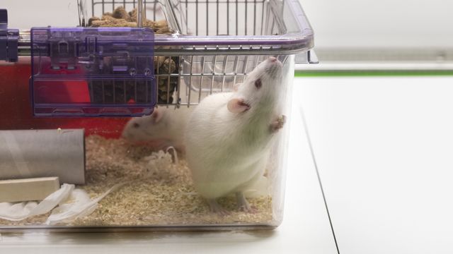 Un rat dans un laboratoire en Suisse. [Gaetan Bally - Keystone]