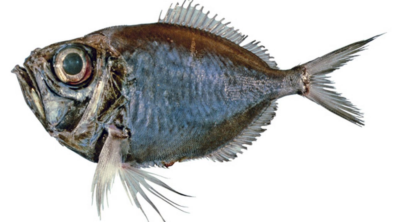 La dirette de Parin, Diretmichthys parini de son nom scientifique, se trouve d'ordinaire dans des eaux tropicales. [Australian National Fish Collection, CSIRO - wikimedia/CC-BY 3.0]