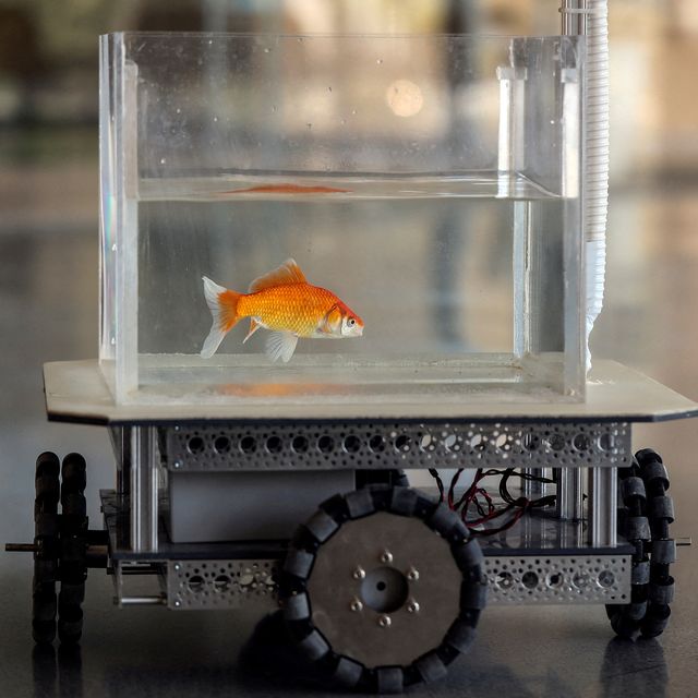 Un poisson rouge est capable de conduire un véhicule sur terre