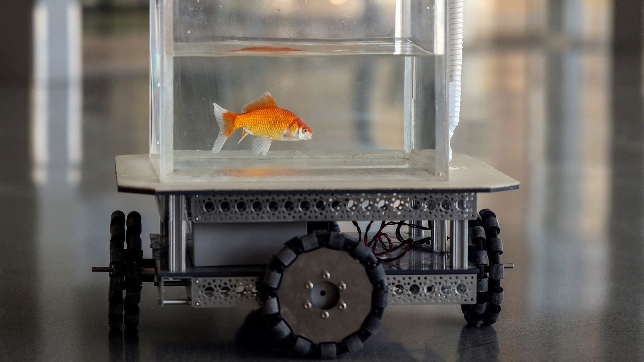 Un poisson rouge est capable de conduire un véhicule sur terre -  -  Sciences-Tech.