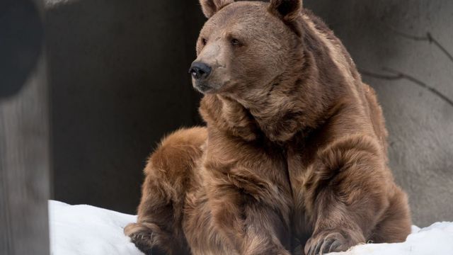 L'ours brun Haydibay de La Chaux-de-Fonds est mort à 35 ans. [facebook.com/zoobpc]