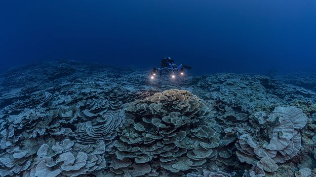 Dans les profondeurs du Pacifique Sud, des scientifiques ont exploré une rare étendue de coraux sains, en forme de roses, au large des côtes de Tahiti. Le récif serait l'un des plus grands que l'on puisse trouver à de telles profondeurs; il ne semble pas avoir été touché par le changement climatique ou les activités humaines. Décembre 2021. [Alexis Rosenfeld/@alexis.rosenfeld - Keystone/AP]