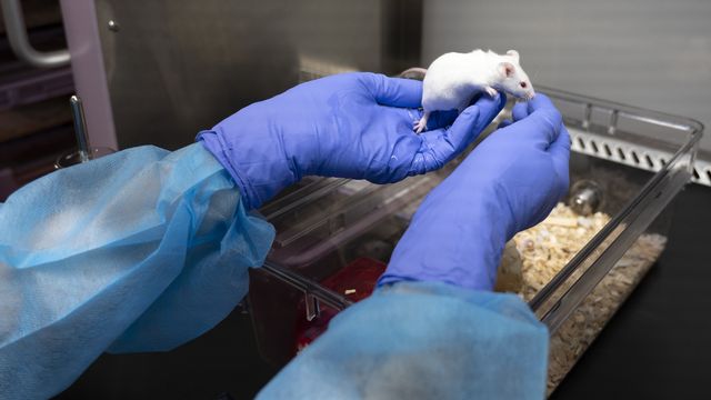 Une souris dans un laboratoire d'un centre de recherche sur le cancer à Lausanne. [Leandre Duggan - Keystone]