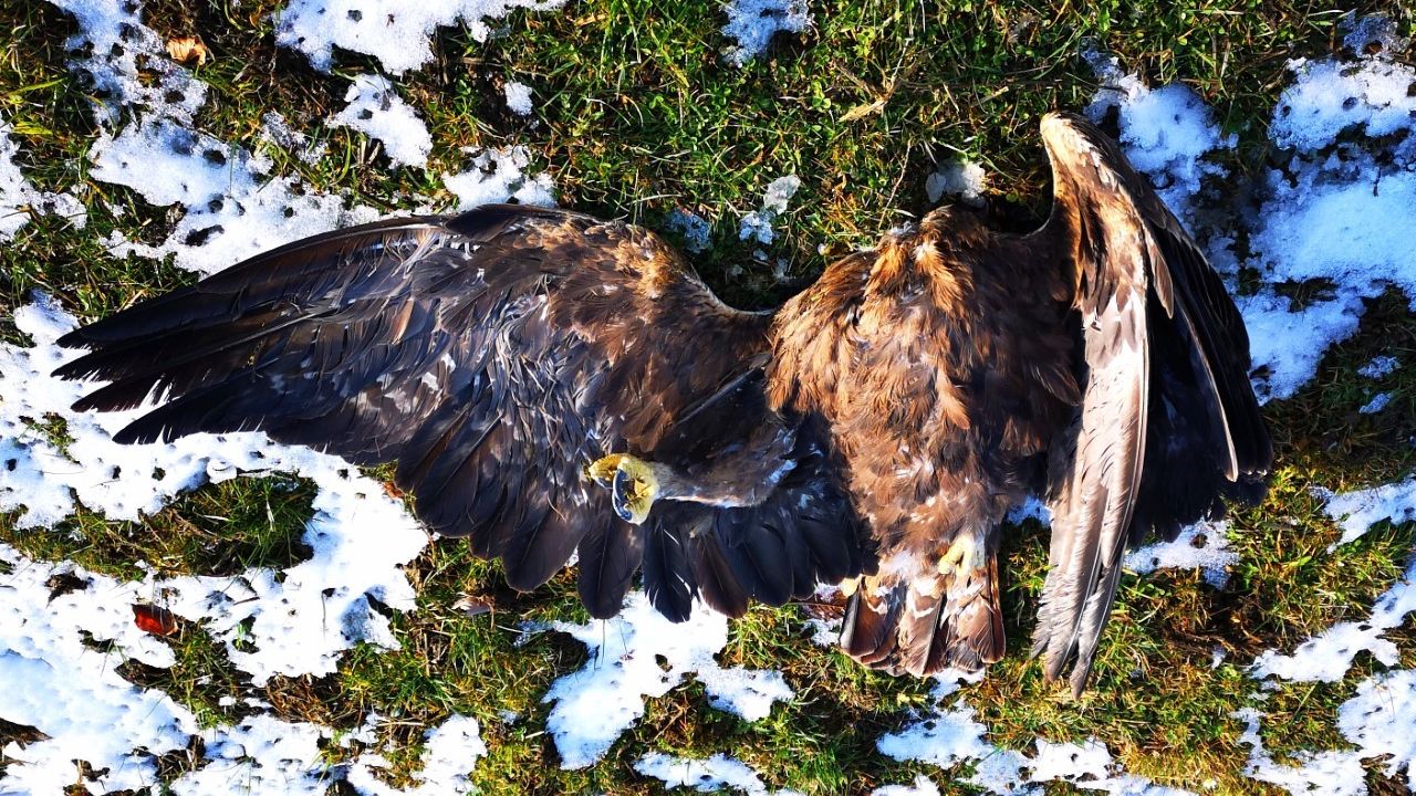 Un aigle royal a percuté les pales d’une éolienne du parc du Mont-Soleil dans le Jura bernois fin 2021. [BirdLife Suisse]
