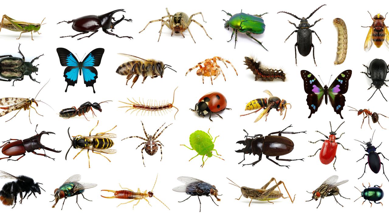Le dossier sur les insectes de RTS Découverte [Ale-ks - depositphotos]