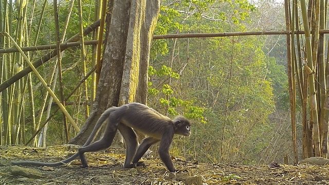 Un singe Langur de Popa se déplace sur le sol d'une forêt du Mékong. [World Wildlife Foundation via AP - Keystone]