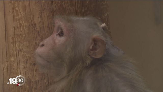 En marge de la votation sur l'expérimentation animale, visite d'un laboratoire qui utilise des primates pour la recherche [RTS]