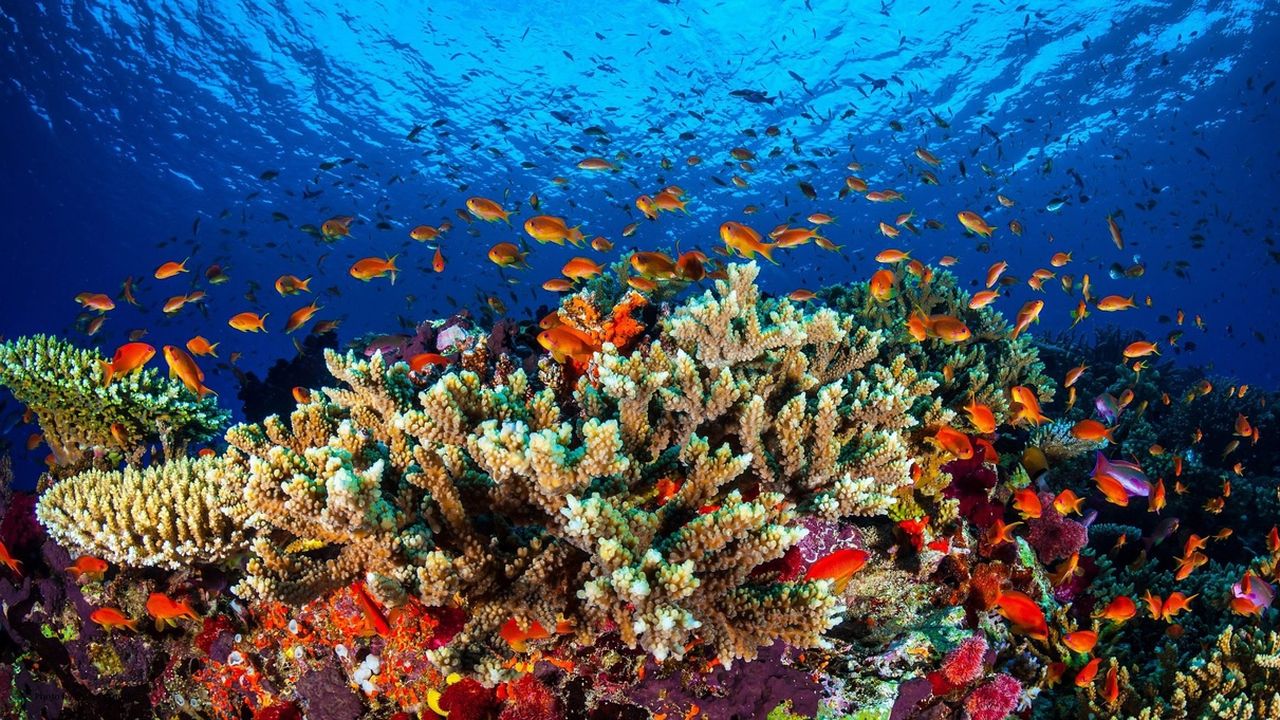 La Grande Barrière de corail, au large de l'Australie, est le plus grand écosystème sur Terre. [Université de James Cook/EPA/Keystone]