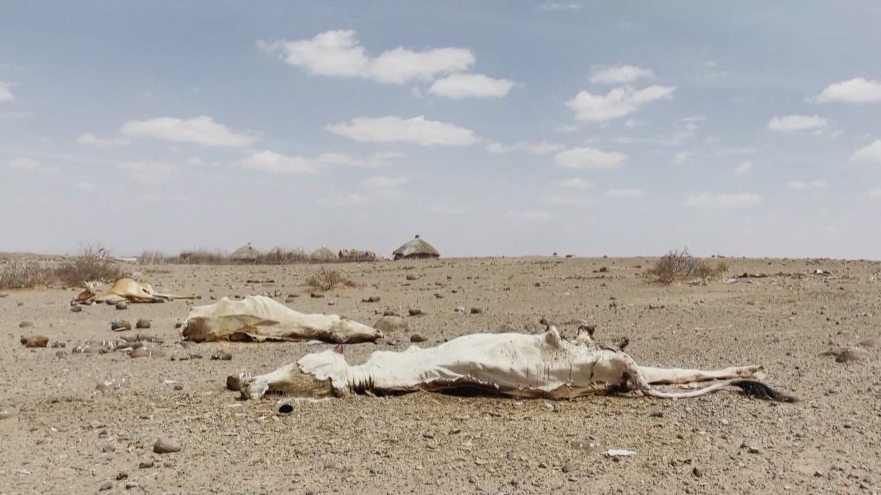 Treize millions de personnes menacées de famine dans la Corne de l'Afrique en raison de la sécheresse [RTS]