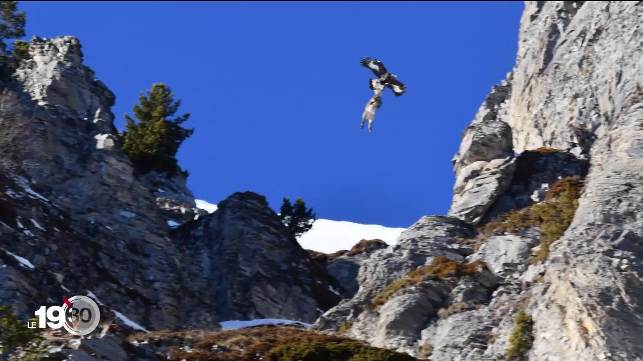 En Valais, un bouquetin emporté dans les airs par un aigle royal. Décryptage d’une image rare. [RTS]