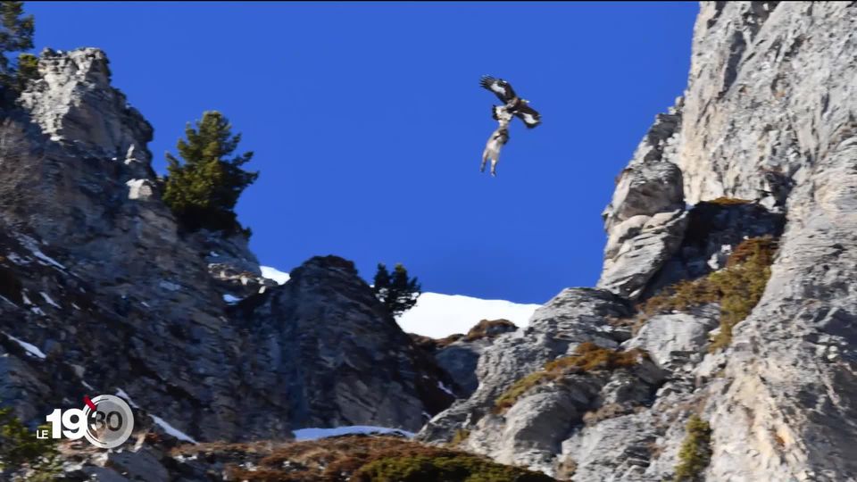 In Valais, a ibex carried through the air by a golden eagle.  Decryption of a rare image. [RTS]