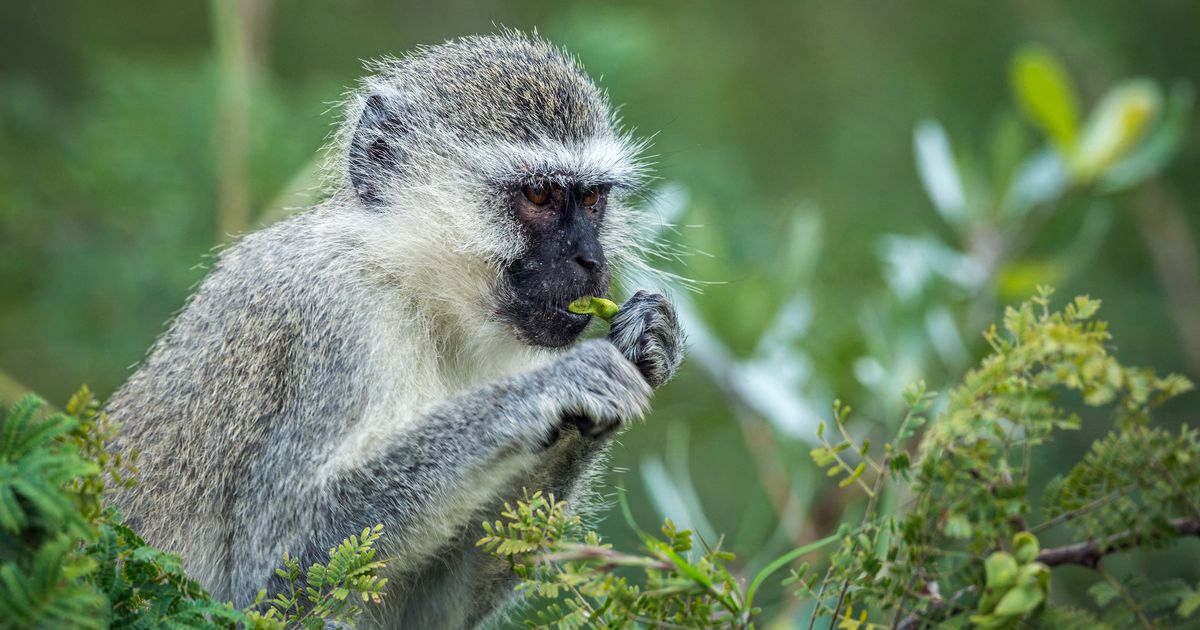 Des scientifiques découvrent comment faire baisser l'envie d'alcool chez des singes