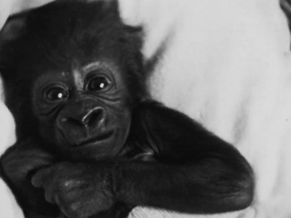 Un bébé gorille nommé Goma [RTS]