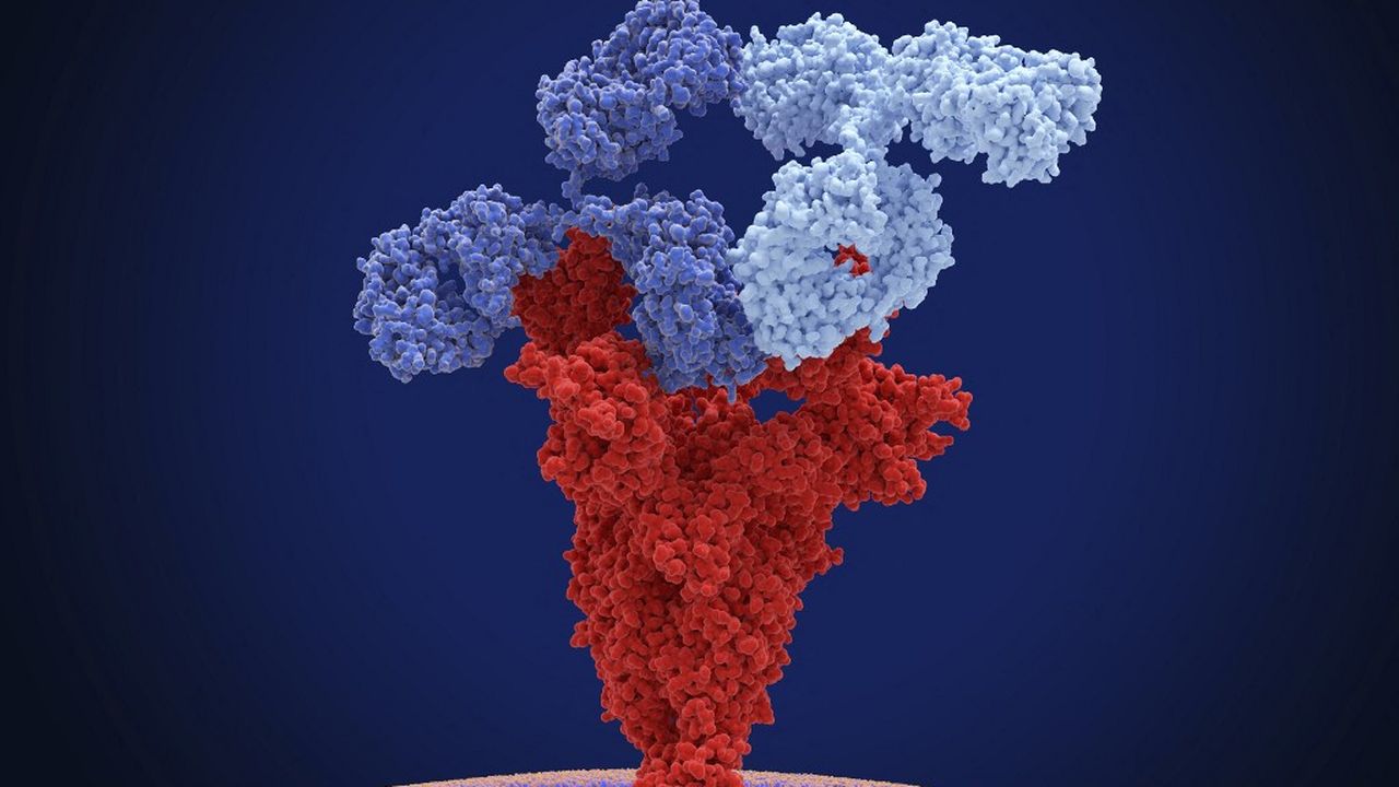 Illustration de deux anticorps monoclonaux thérapeutiques différents (en forme de Y) se liant à des sites antigéniques différents sur une protéine spike du virus SARS-CoV-2 (en rouge). [Juan Gaertner - Science Photo Library via AFP]