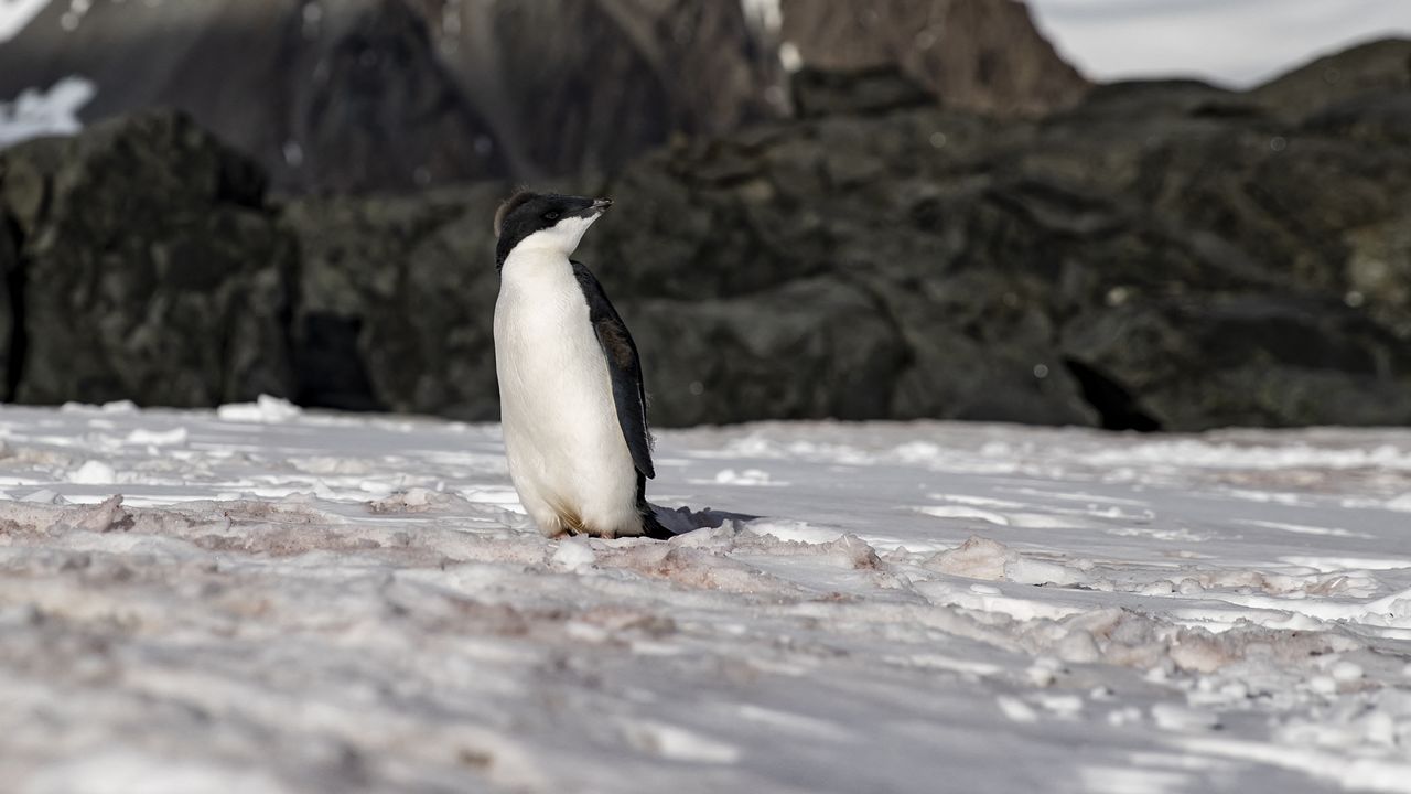 L'Antarctique à plus de 30°C au-dessus de la normale cette semaine. [Azebnem Coaykun - AFP]