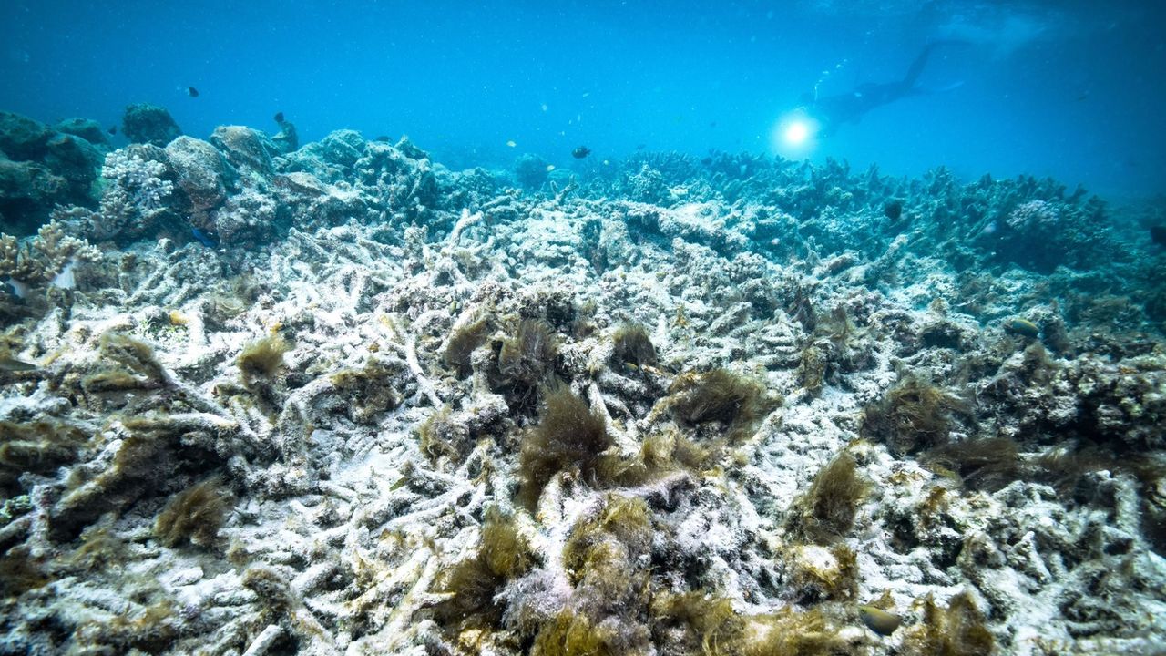 Il s'agit du 4e blanchissement de la Grande Barrière de corail depuis 2016. [AP/Keystone]