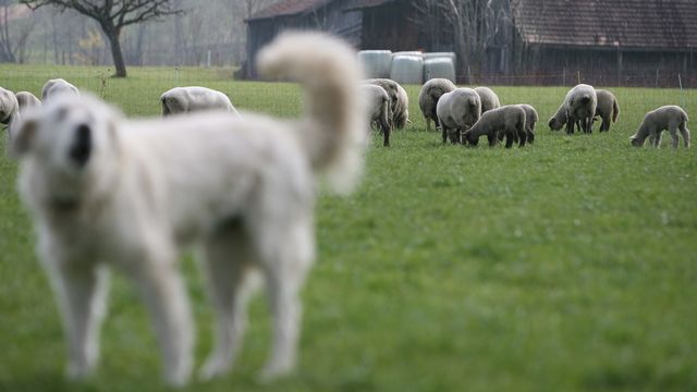 Le canton du Jura veut protéger le bétail des attaques du loup. [Peter Schneider - Keystone]