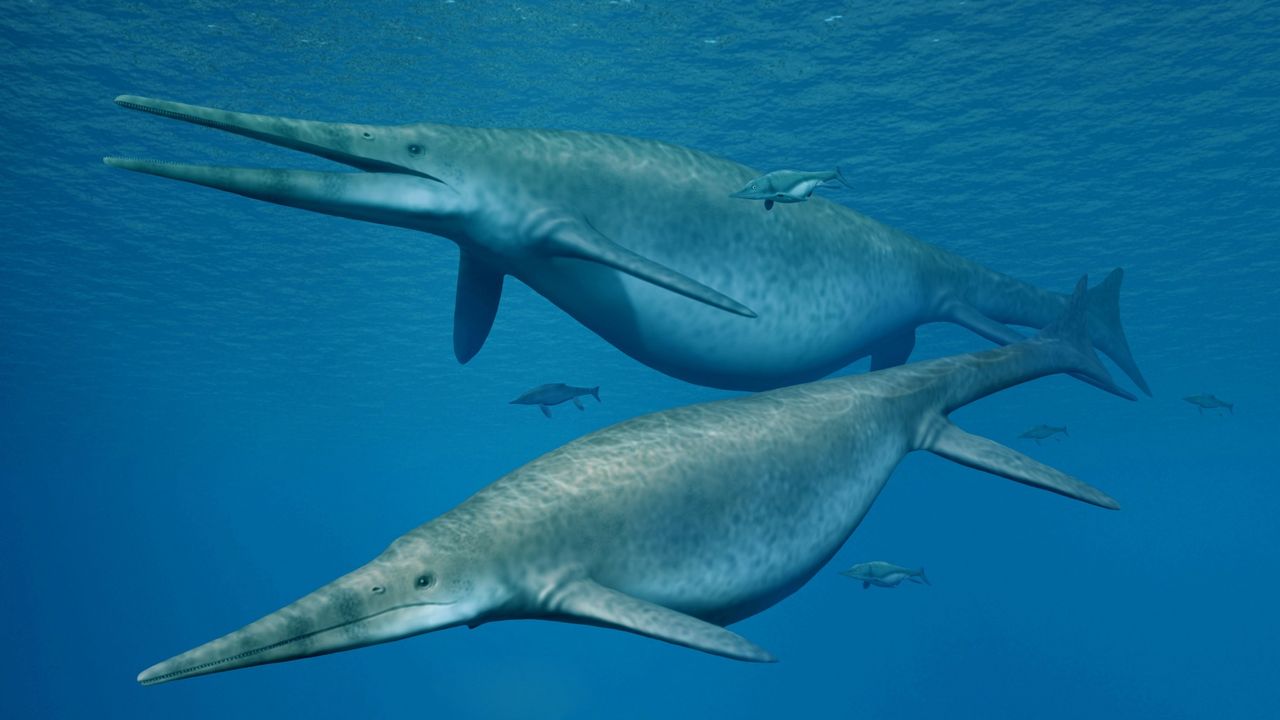 Le Shonisaurus sikanniensis, un ichthyosaure, était l'un des plus gros animaux de la planète. [Nobumichi Tamura - University of Manchester]
