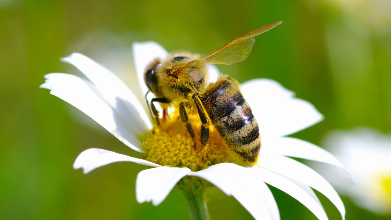 À quoi pensent les abeilles? [Ale-ks - depositphotos]