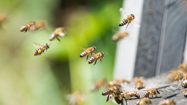 Des abeilles rentrant à la ruche.
klagyivik
Depositphotos [klagyivik - Depositphotos]