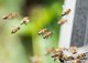 Malgré une nouvelle hécatombe dans les ruches suisses, le miel ne manquera pas