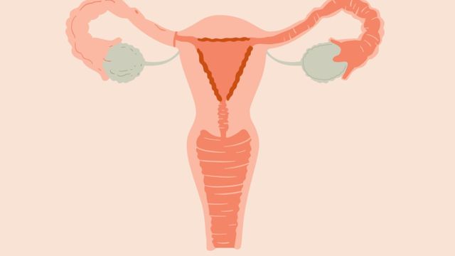 Infographie sur le cycle menstruel. [RTS Découverte]