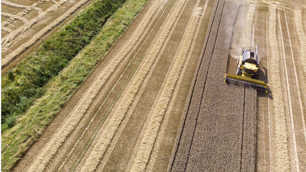 Un agriculteur moissonne a l' aide de sa machine agricole moissonneuse batteuse un champ de blé, ce mardi 20 juillet 2021 à Laconnex près de Genève. [Salvatore Di Nolfi - Keystone]