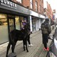 Un cheval domestique nommé Felix dans les rues de Dublin (19 novembre 2020). [Paul Duane  - Twitter/@paulduanefilm]