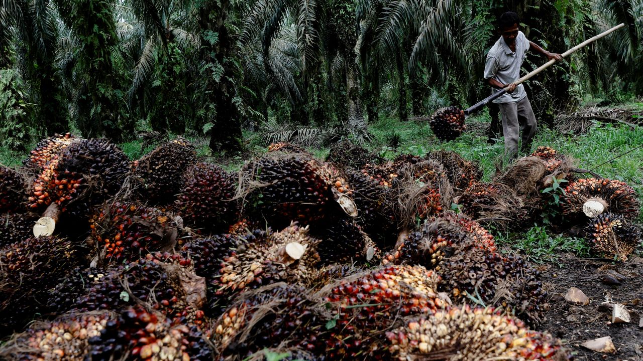 Un ouvrier collecte des fruits de palme. L'Indonésie a annoncé en avril stopper les exportations de ce produit, dont elle est le premier pays exportateur.  [Willy Kurniawan - Reuters]