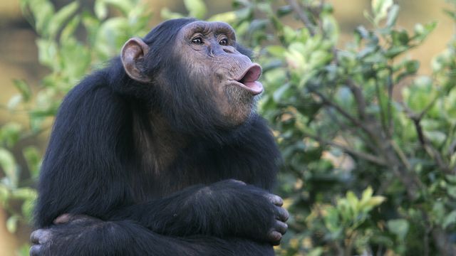 Les chimpanzés ont une capacité exceptionnelle à produire des vocalisations complexes. [Ixaterra - Fotolis]