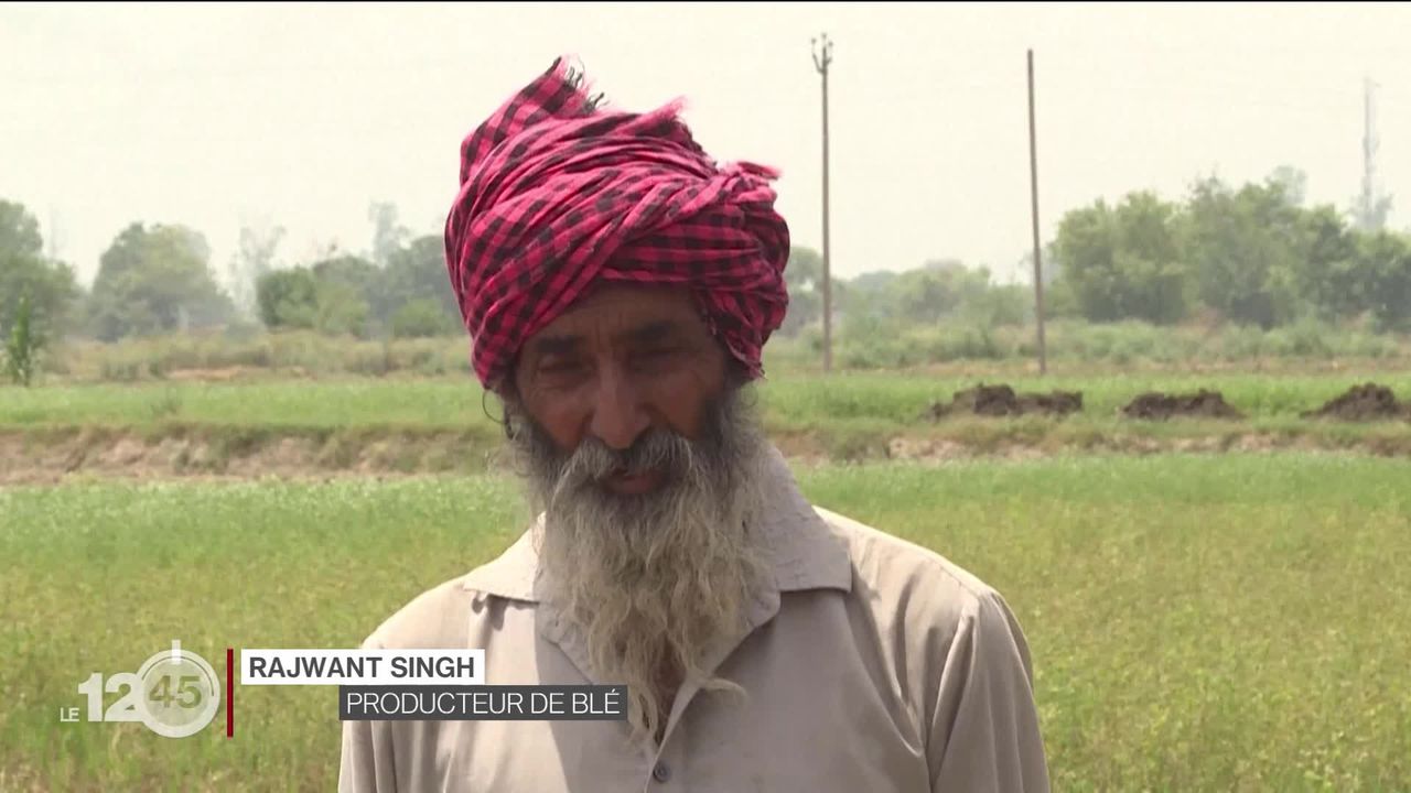 Deuxième producteur de blé au monde, l'Inde interdit ses exportations pour faire face à des chaleurs records [RTS]