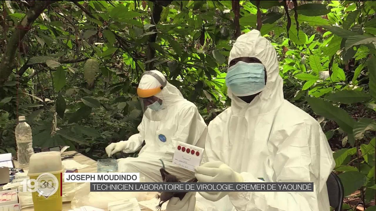 Zoonoses: chasse aux virus au Cameroun [RTS]