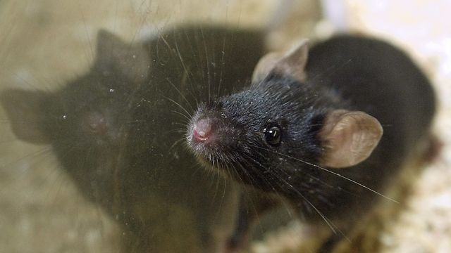 Les souris mâles redoutent l'odeur des bananes. [Tom Gannam - Keystone/AP]