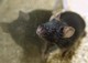 Des chercheurs découvrent pourquoi les souris mâles ont peur des bananes