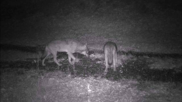 Observer la nature, même de nuit… Pour se faire, les gardes-faunes utilisent des pièges photographiques et acoustiques [RTS]