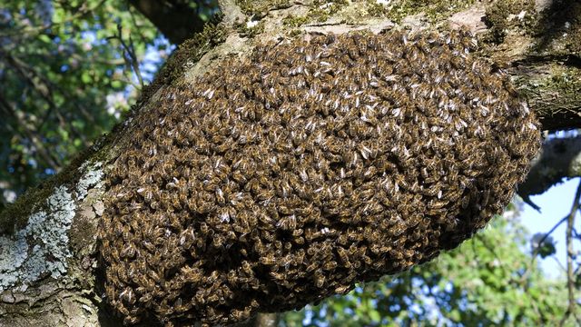 Essaim d'abeille. [©BRASSELET F/HorizonFeatures/Leemage - AFP]