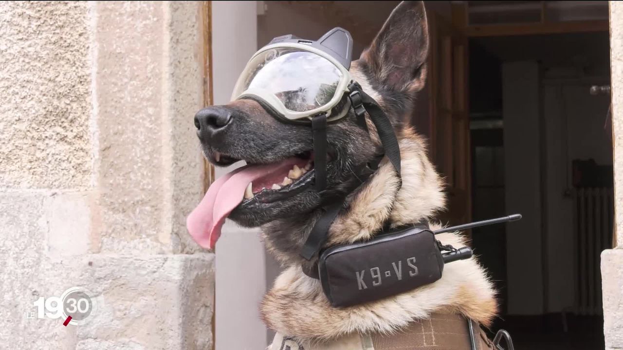 Le chien de la gendarmerie vaudoise est sans doute le plus connecté de Suisse [RTS]