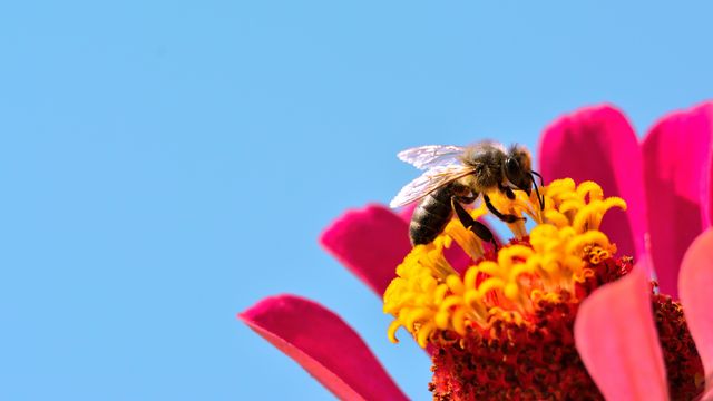 Une abeille butine une fleur. [Giovanni_Cancemi - Depositphotos]