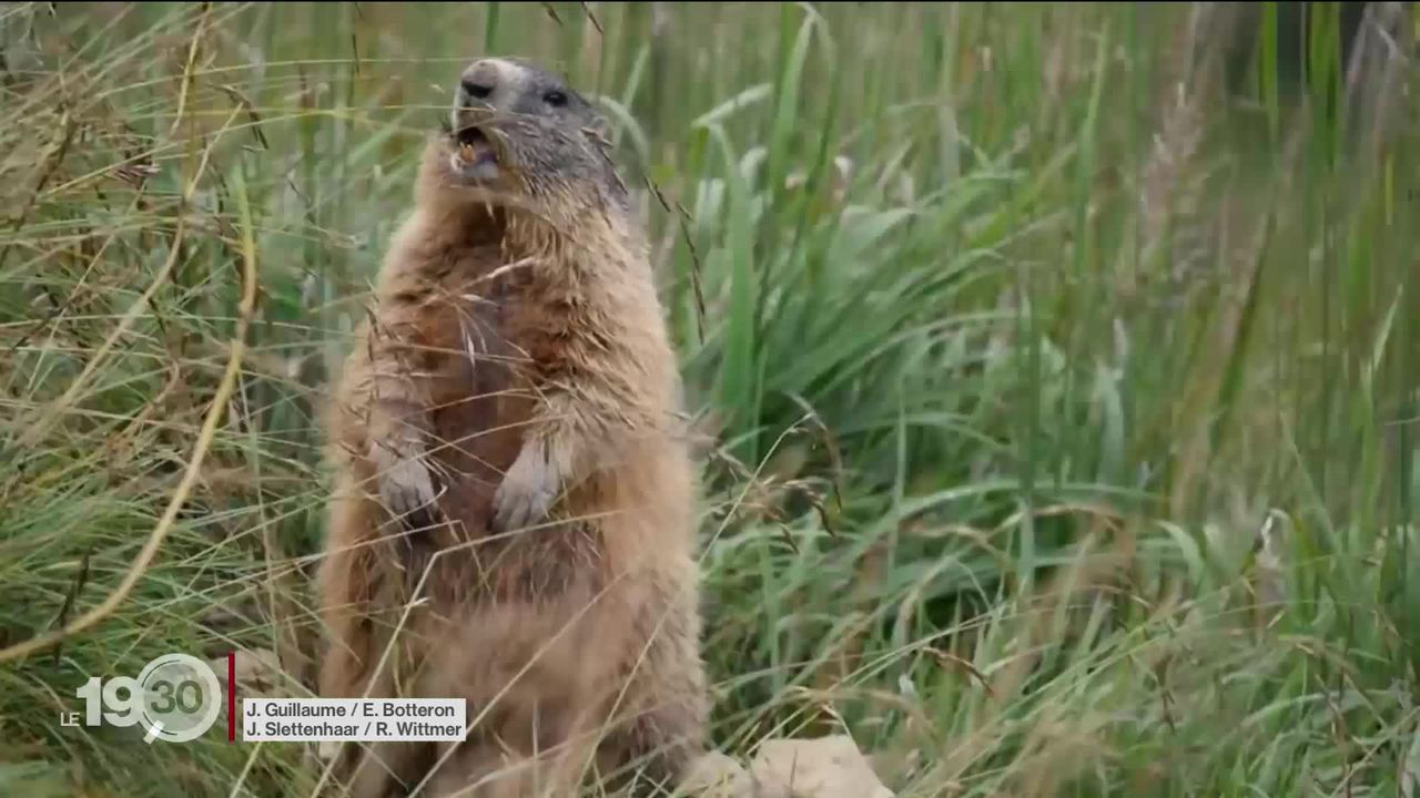 Symbole de nos Alpes, les marmottes parlent des dialectes différents d'une vallée à l'autre. Reportage [RTS]