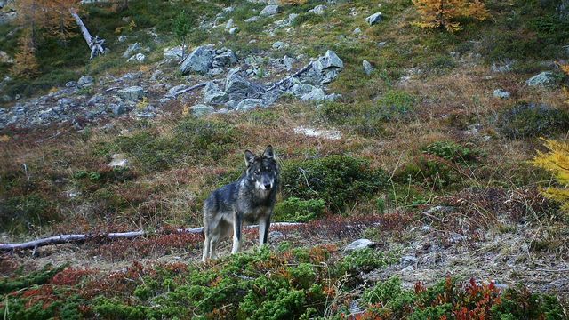 Un loup immortalisé par un piège photo dans le Haut-Valais en 2016. [Groupe Loup Suisse - Keystone]
