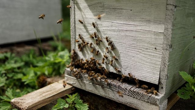 Ruche d'abeilles. [Nicolas Farmine / Hans Lucas - AFP]