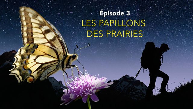 Nos amis sauvages - Episode 3: Les papillons des prairies. [Julien Perrot]