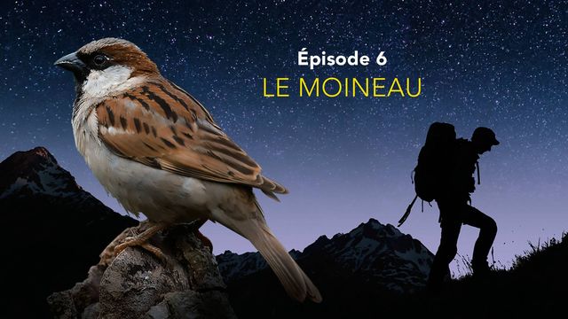 Nos amis sauvages - Episode 6: Le moineau. [Julien Perrot]