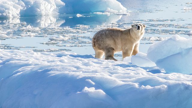 Un ours polaire du sud-est du Groenland sur un glacier d'eau douce. [Thomas W. Johansen - Oceans Melting Greenland]