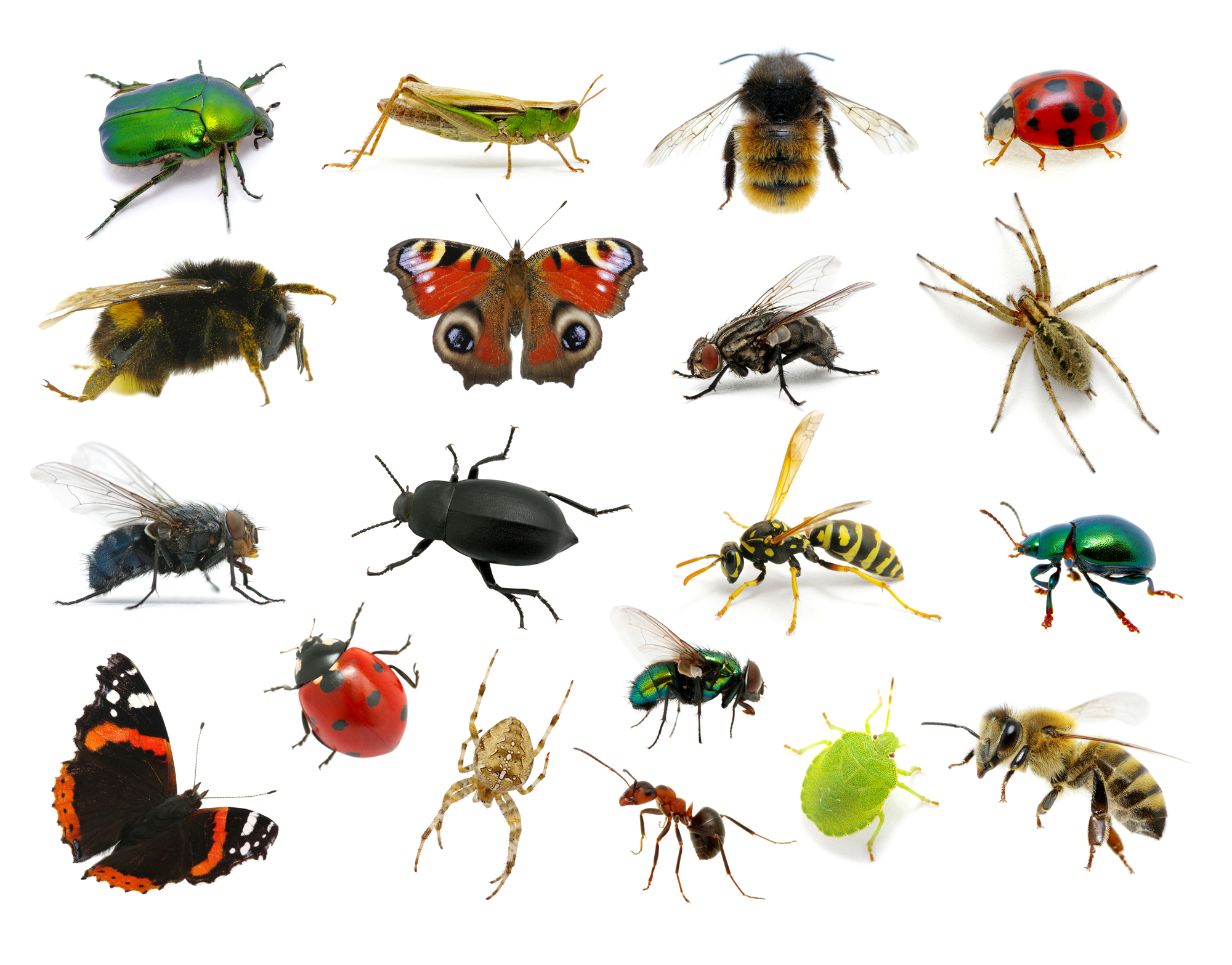 Les insectes offrent une énorme diversité.