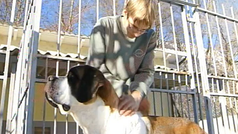 Un chien Saint-Bernard en 2004. [RTS]