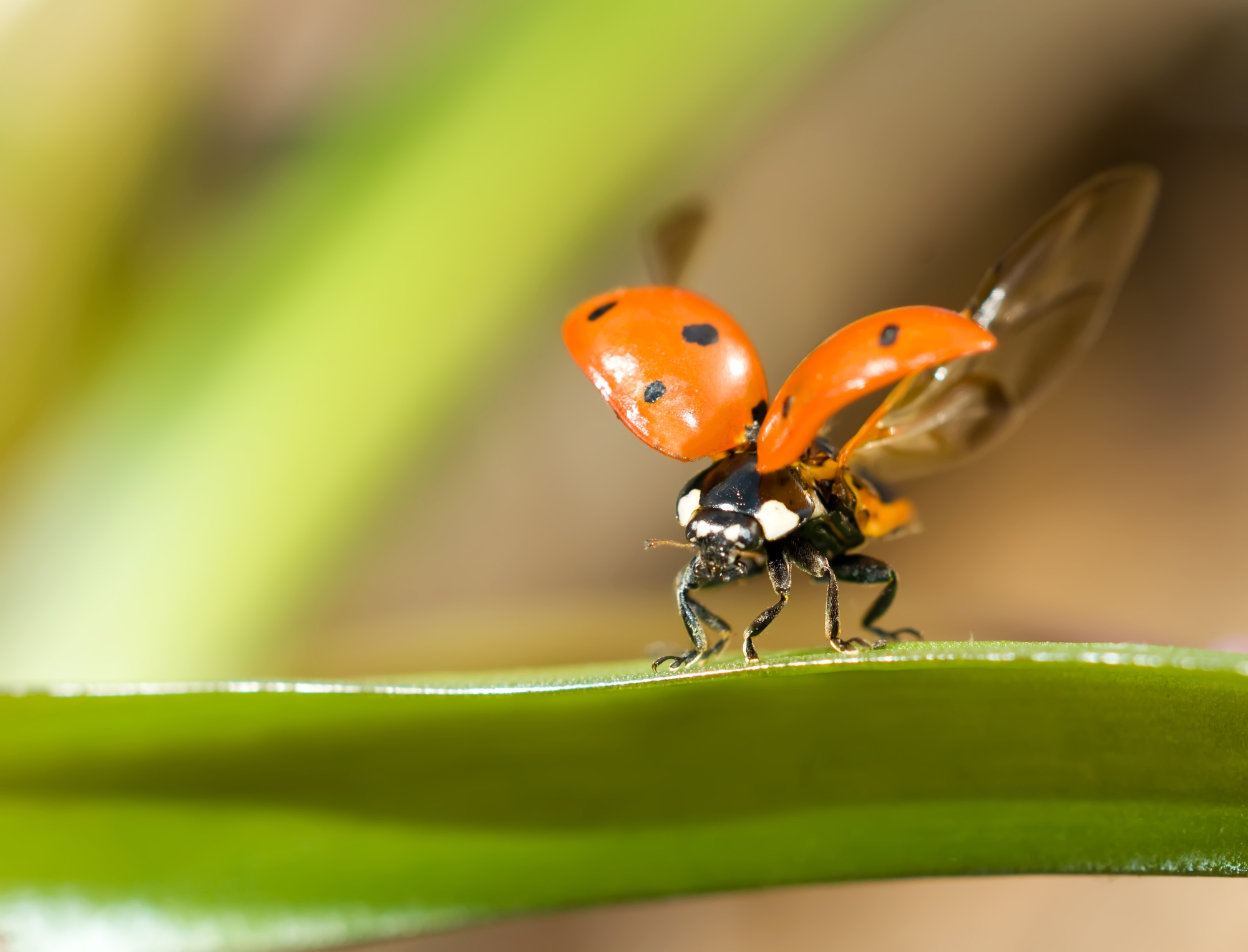 Comment vont les insectes: la lutte biologique.