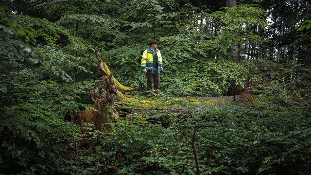 Mercredi 22 juin: un ingénieur forestier de la ville de Zurich, observe un arbre qui a été abattu par la tempête "Bernd" en 2021 et qui est laissé à l'état de bois mort dans la forêt municipale du Kaeferberg. [Michael Buholzer - Keystone]