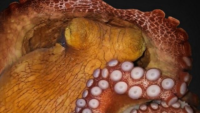 Une pieuvre change de couleur en dormant. [Sylvia L S Medeiros / Brain Institute of the Federal University of Rio Grande do Norte - AFP]