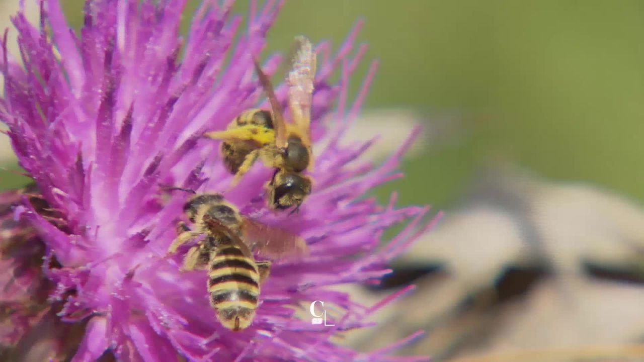 Série insectes: sauver les abeilles sauvages [RTS]